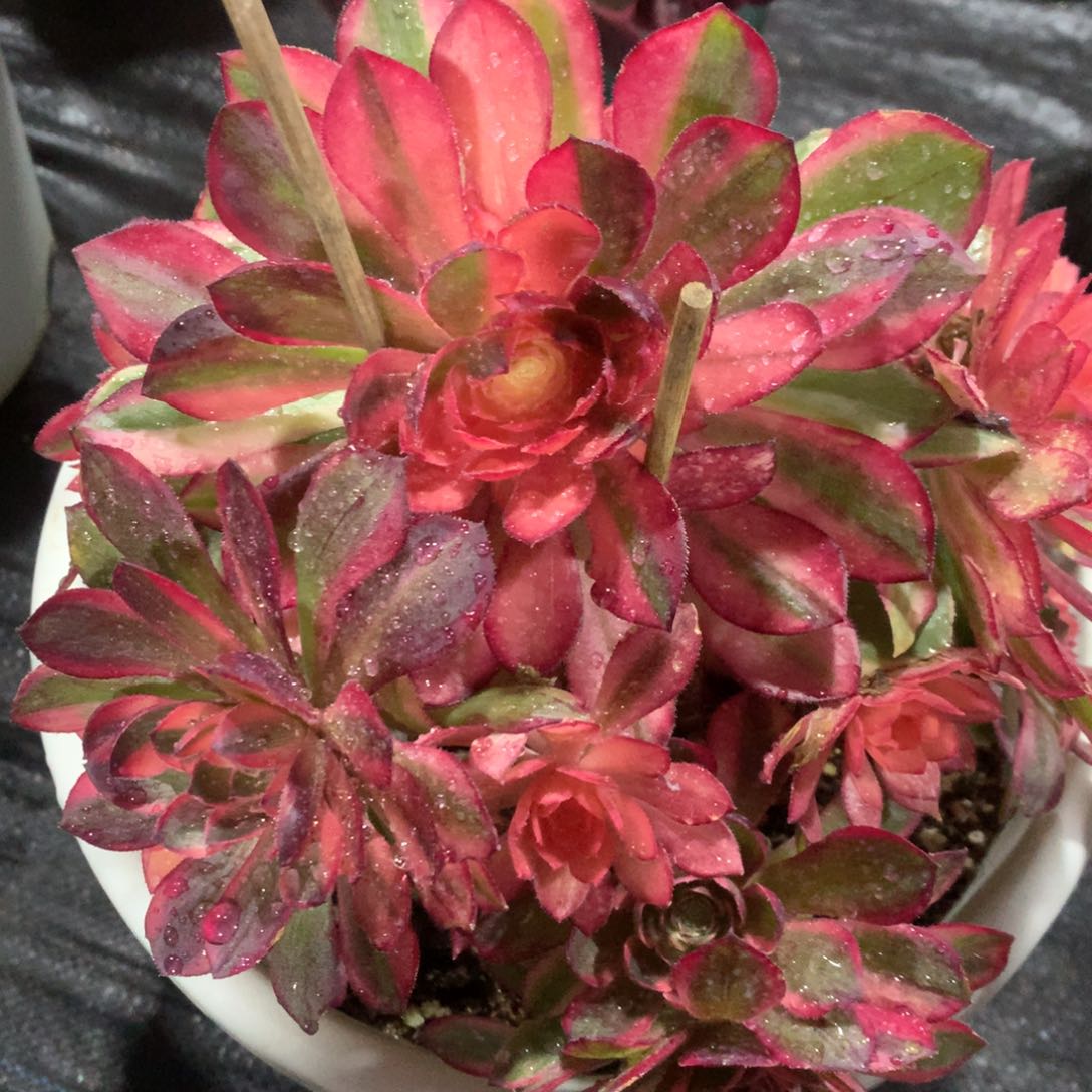 紫砂茶杯边**枫黑膜锦98福利法师