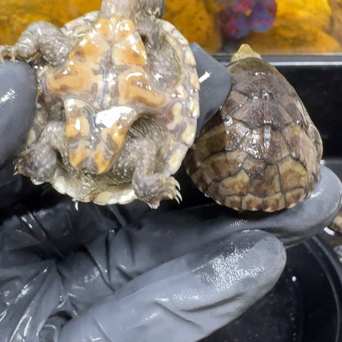 蛋龟不分公母麝香