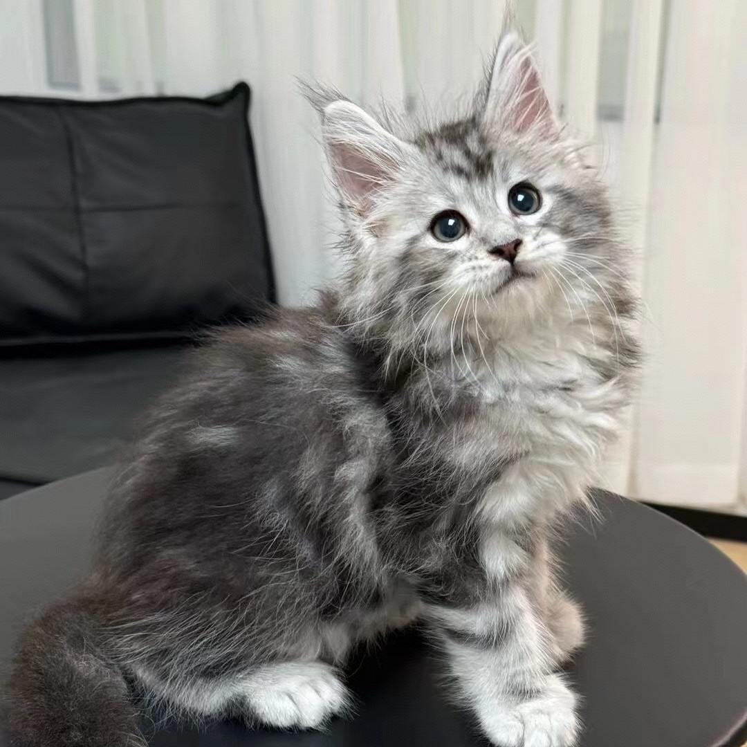 小女孩纯种缅因猫福利款直播专用（猫咪全款)