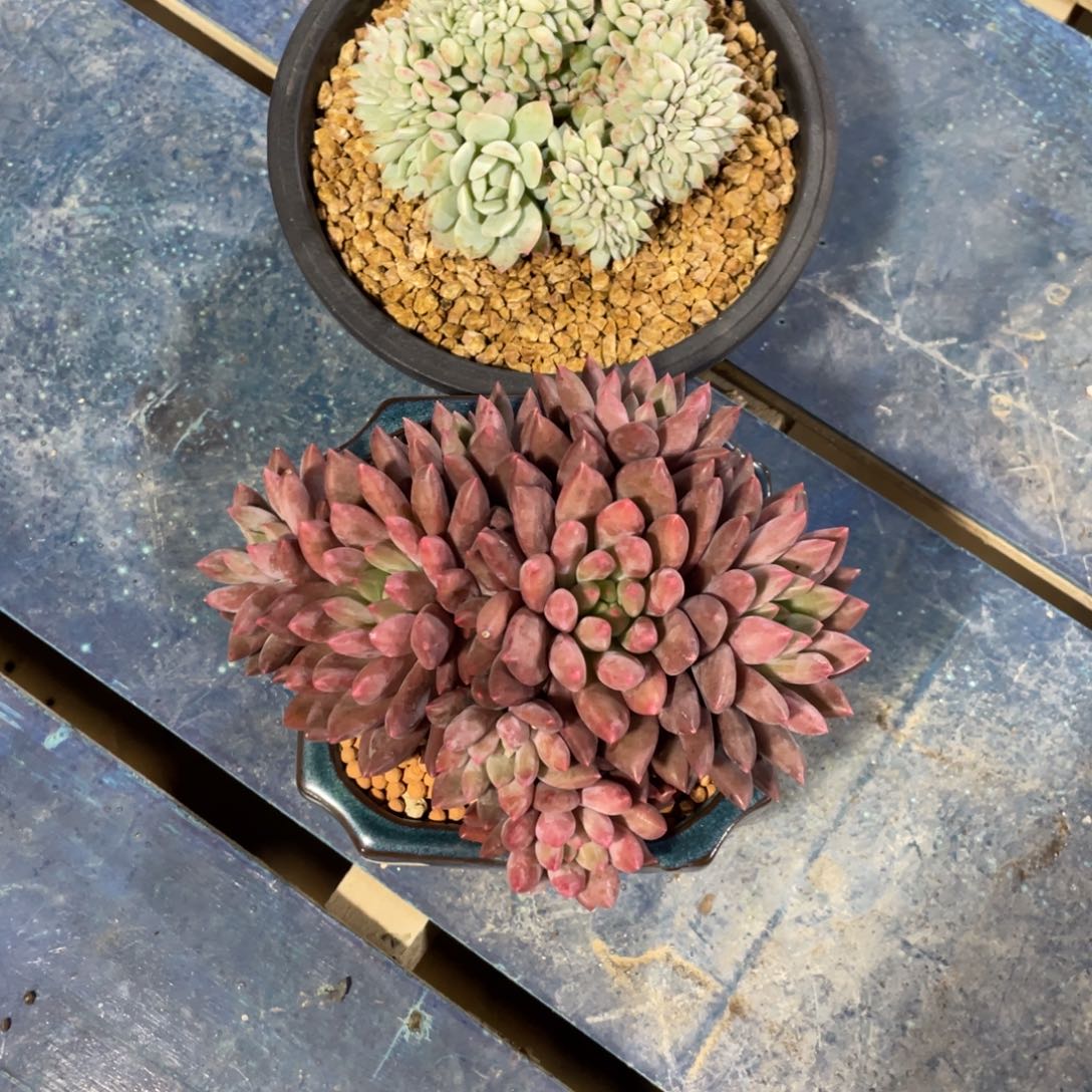 王***～一物一拍中通快递