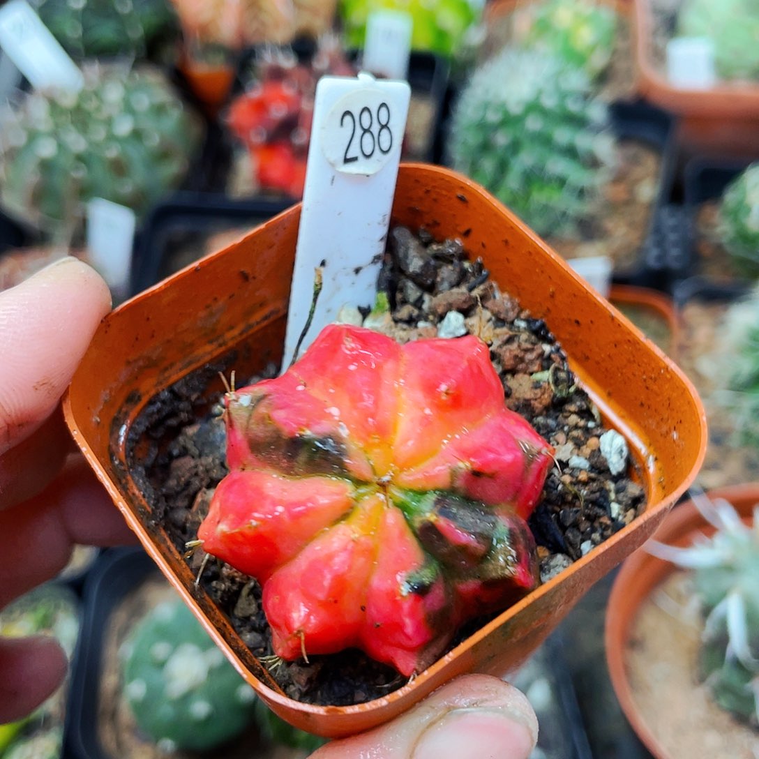 非偏远地区满25包邮仙人球