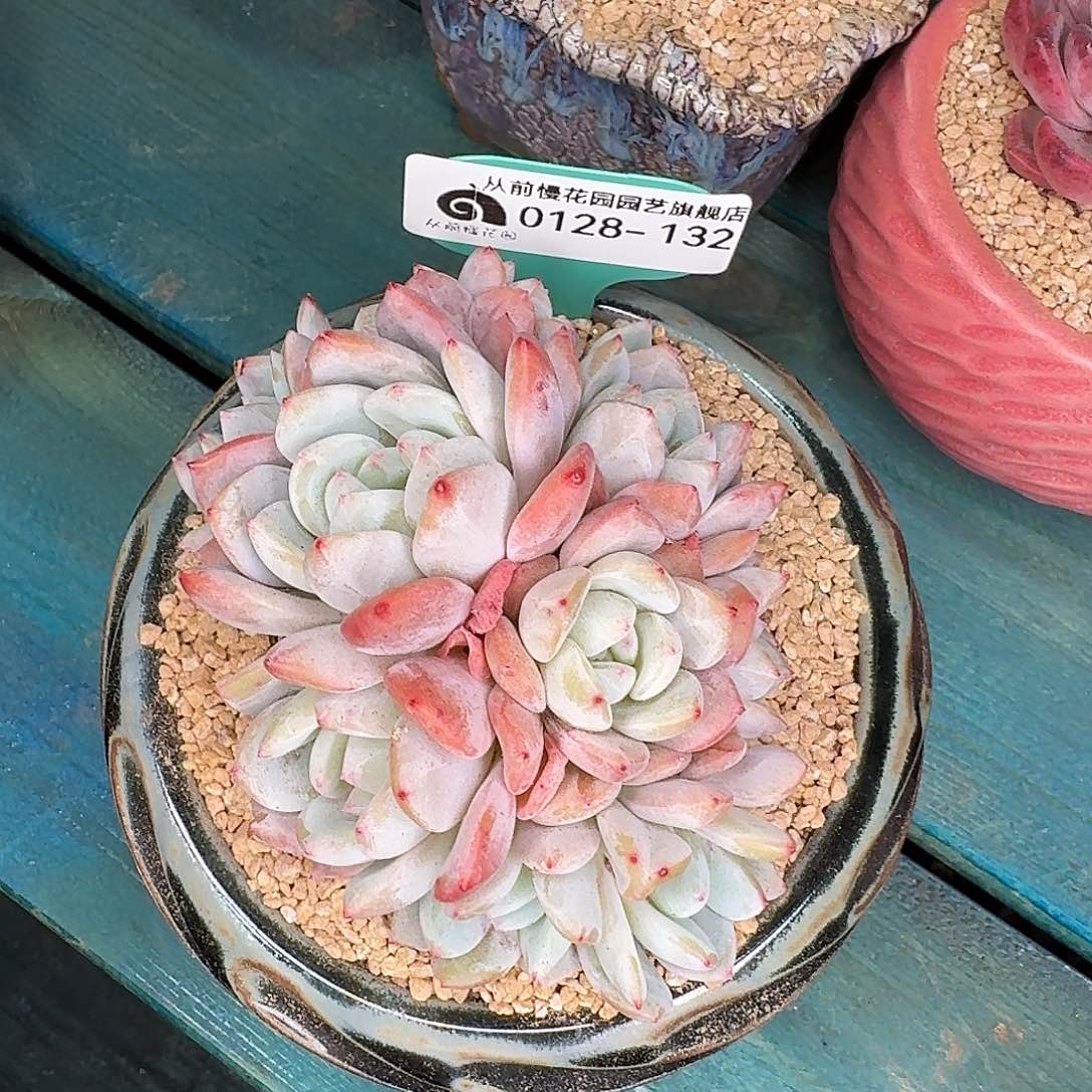 从前慢花园多肉植物0128-132