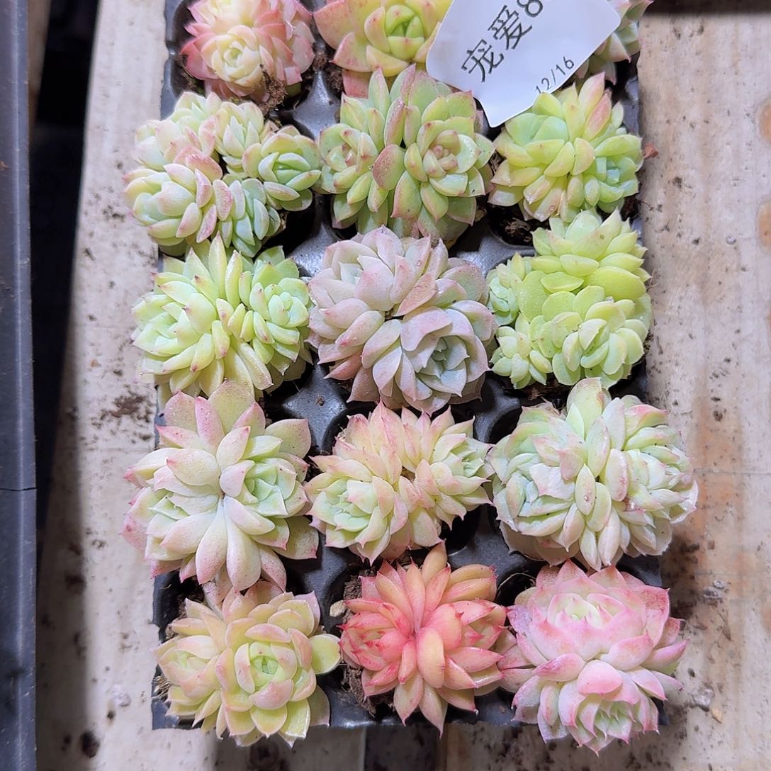 直播福利一物一拍83