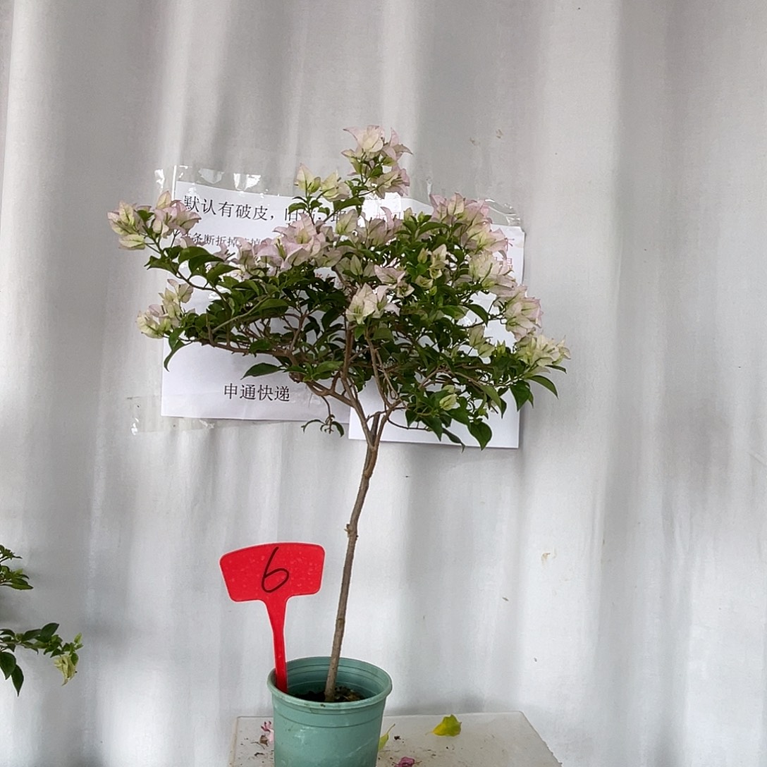 当前无花栽培后可以开花6绿叶丽娜，有破皮旧伤