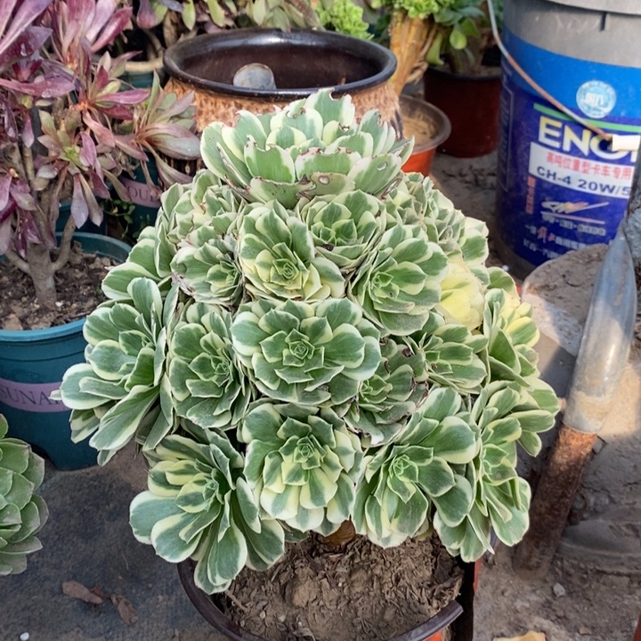 迈巴赫多肉植物43