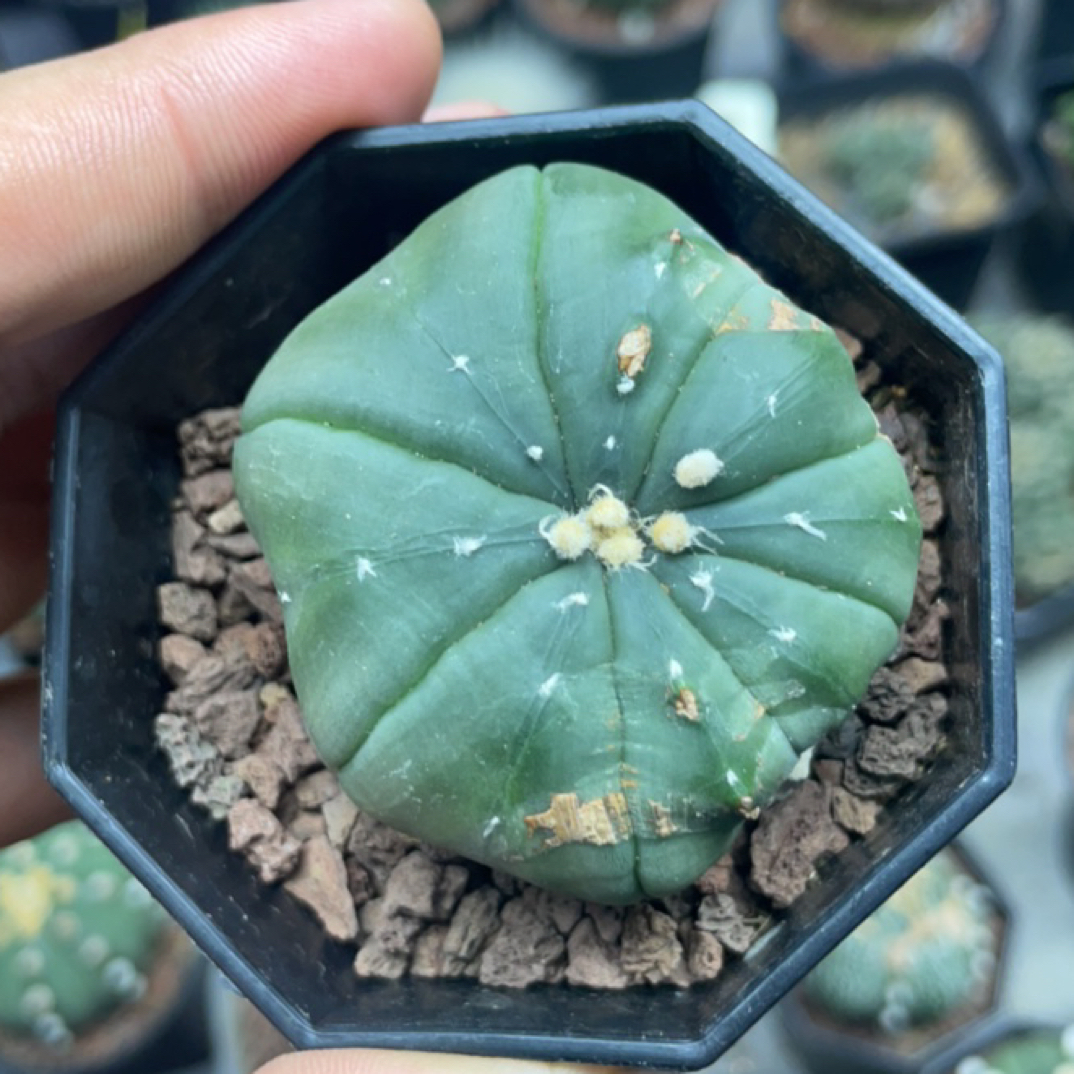 实生没长好的海星兜一图一物