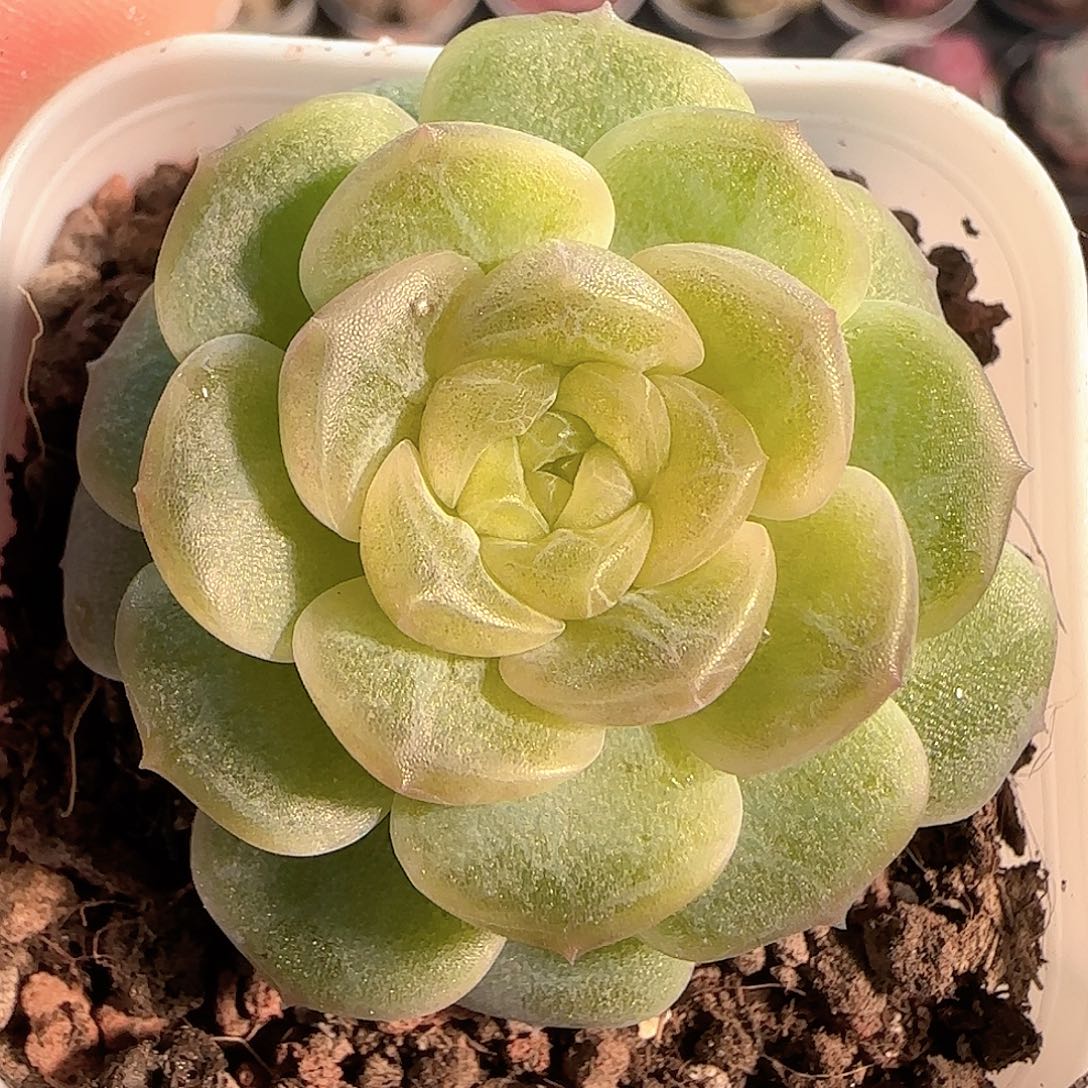 多肉1210-125无尽灯