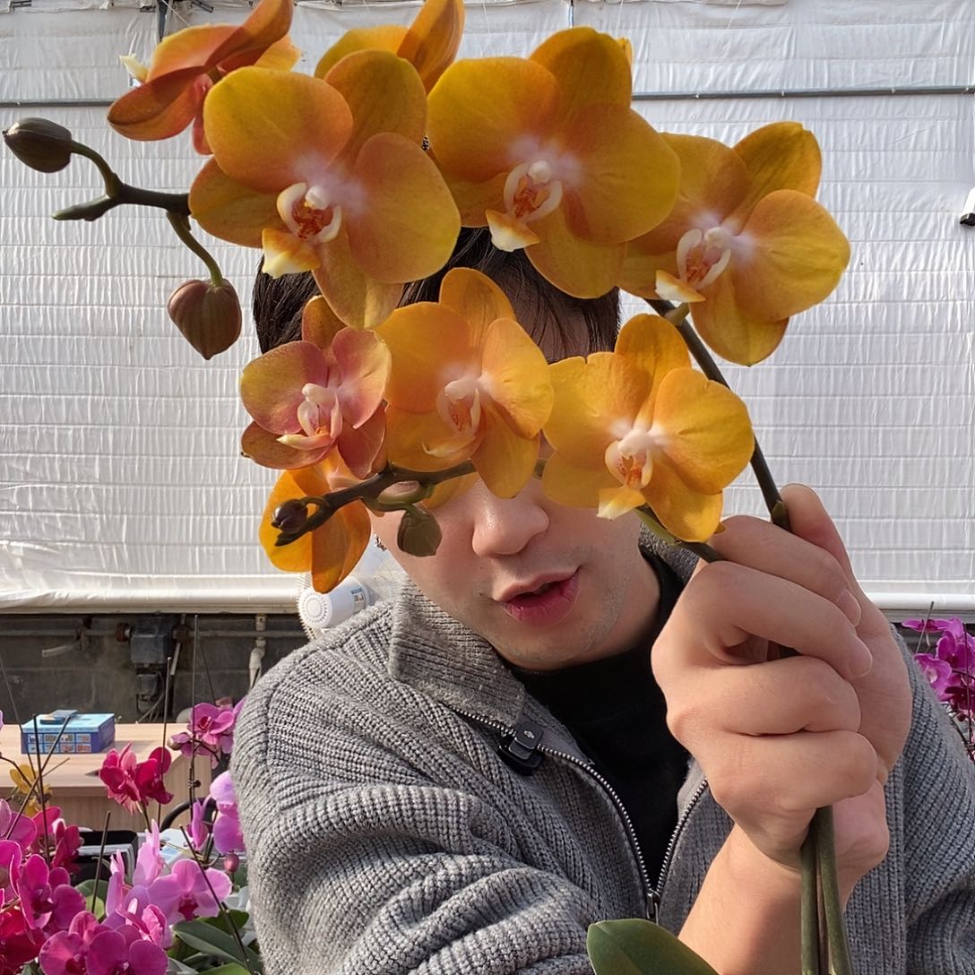 完全开放拉斯维加斯两颗单花间