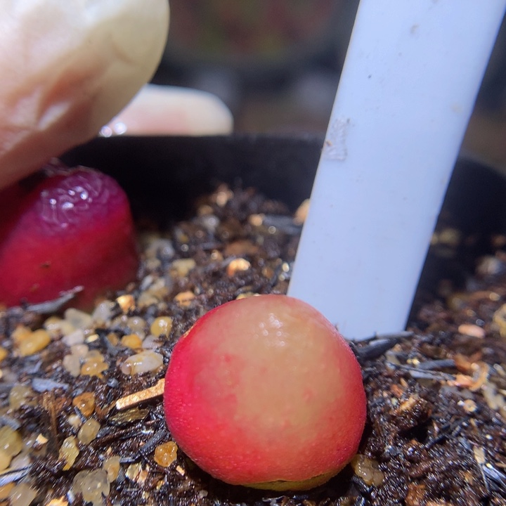 精品生石花34.129