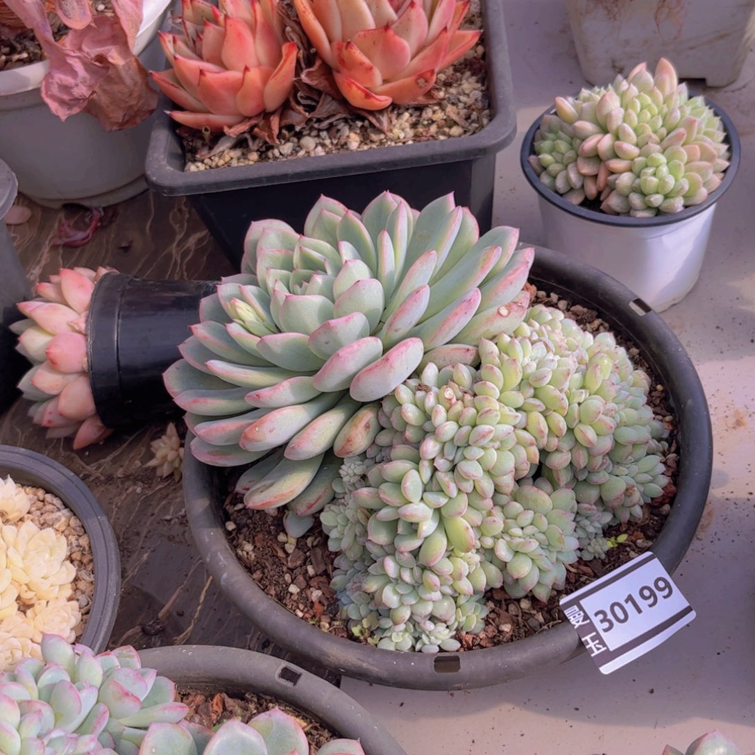 荷花缀多肉植物30199