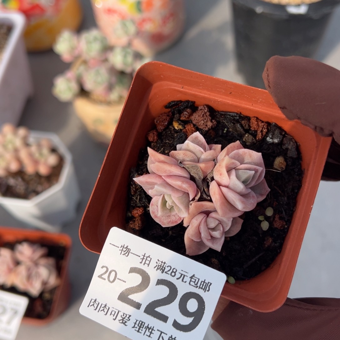 可爱玫瑰多肉多肉多肉多肉多肉