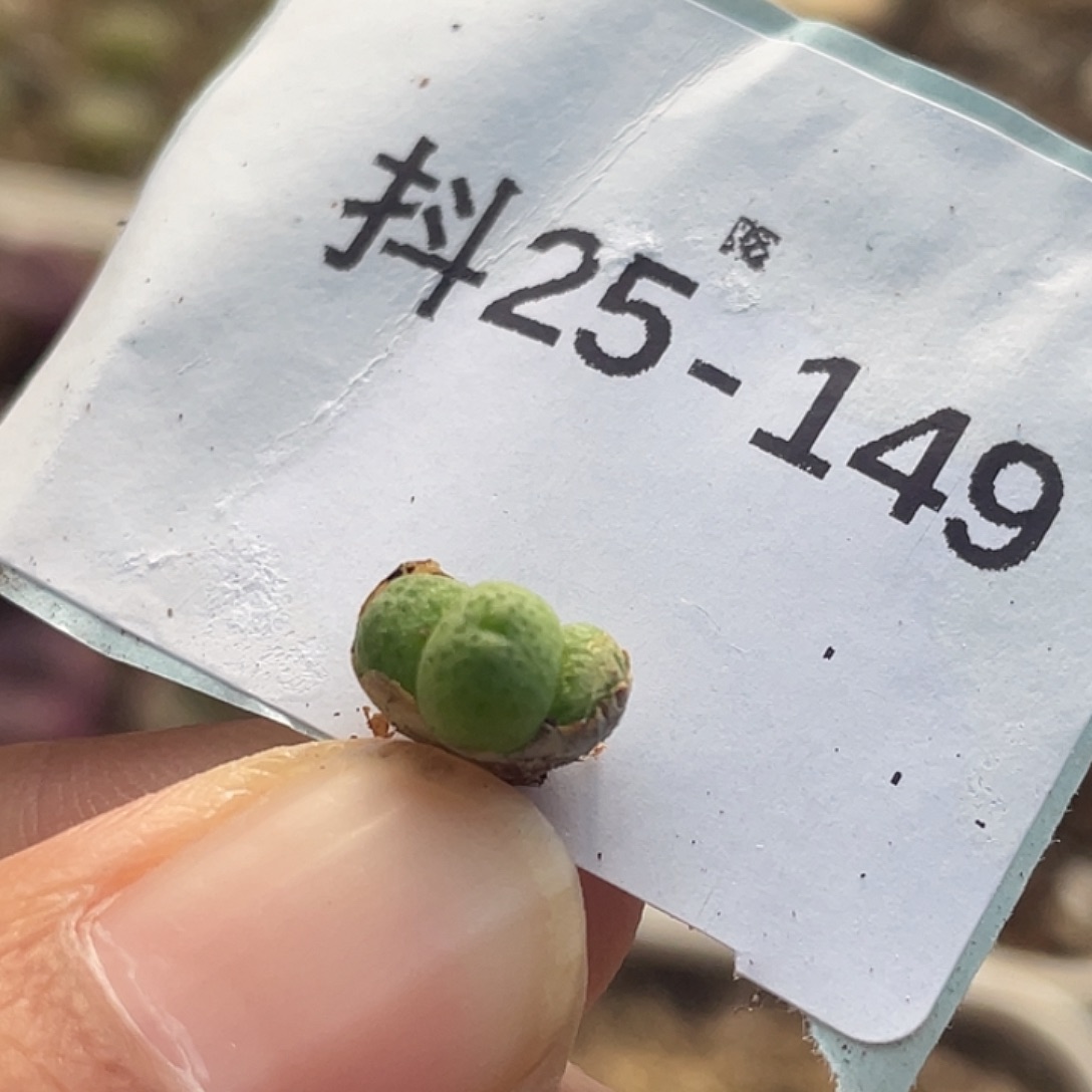 25-149草莓斑马苗多肉植物