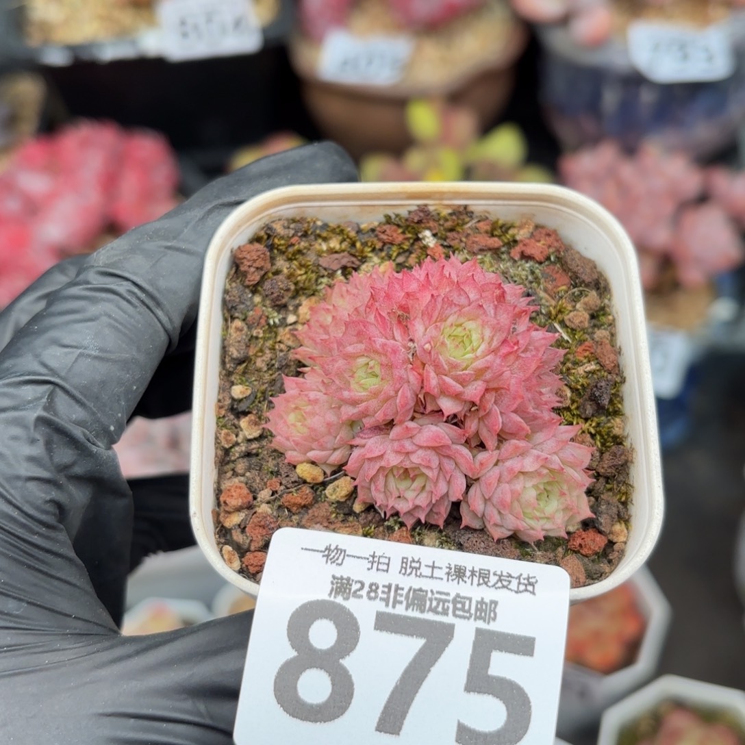 小红梅无盆土发货