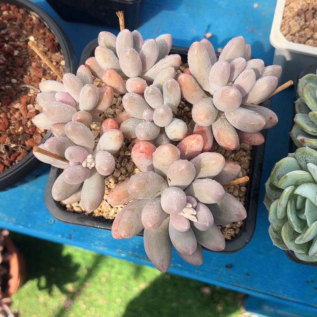 汤圆平头捧花多肉植物