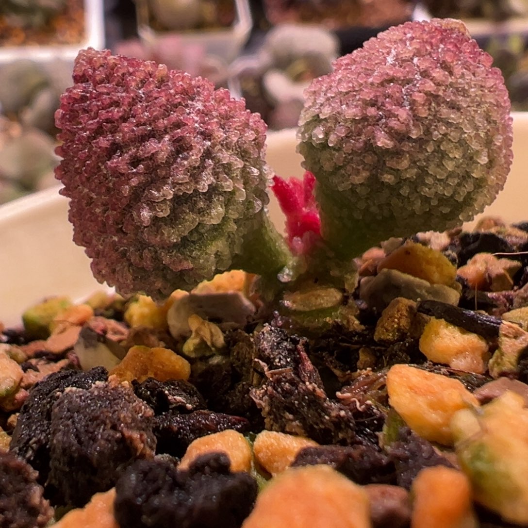 红色小球新品多肉植物水泡