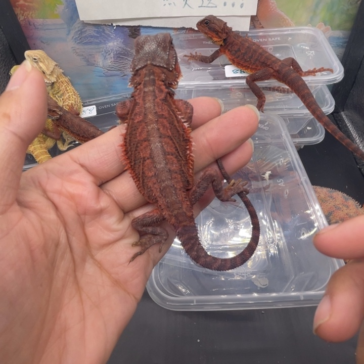 鬃狮蜥鬃狮自己挑