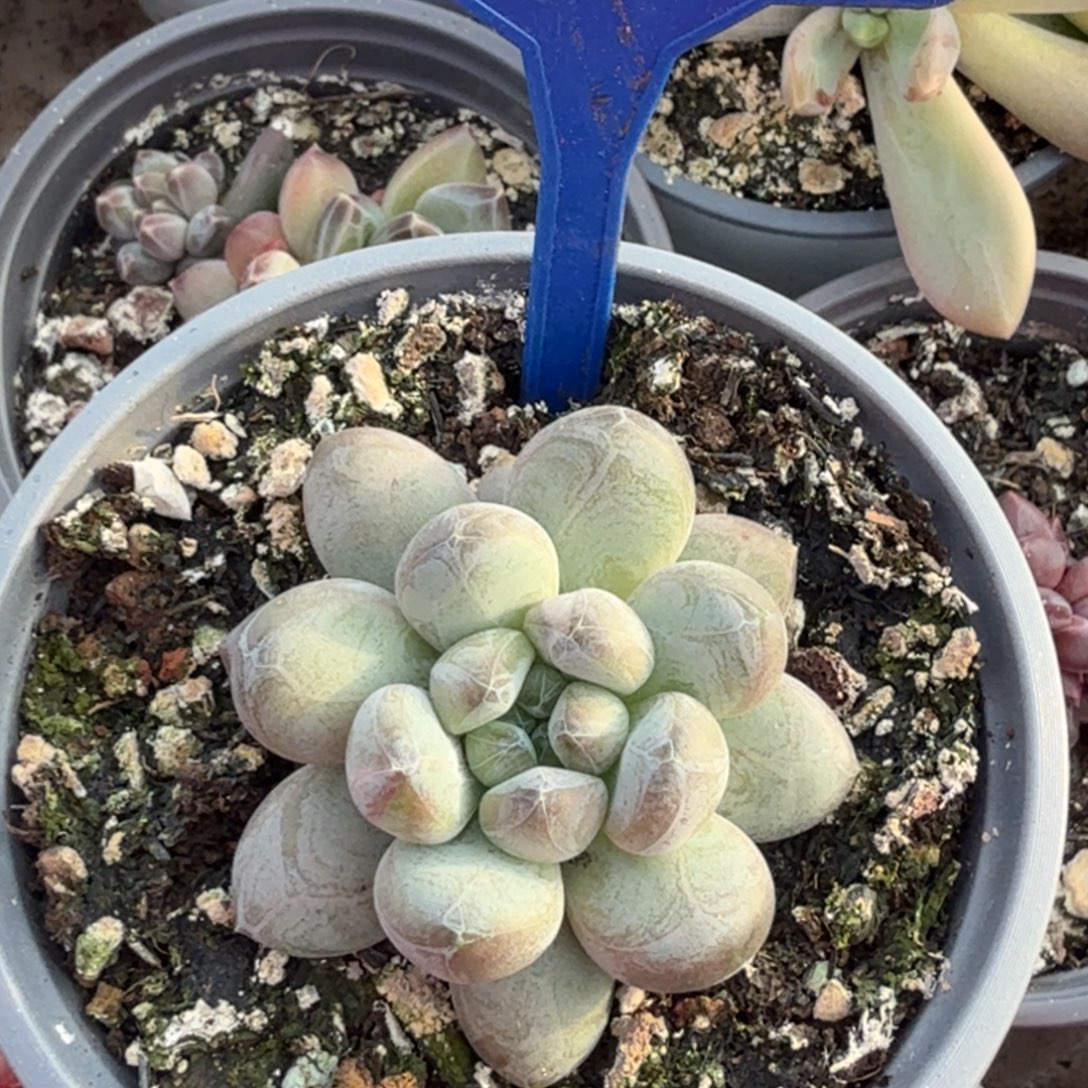 森林之星一物一拍170