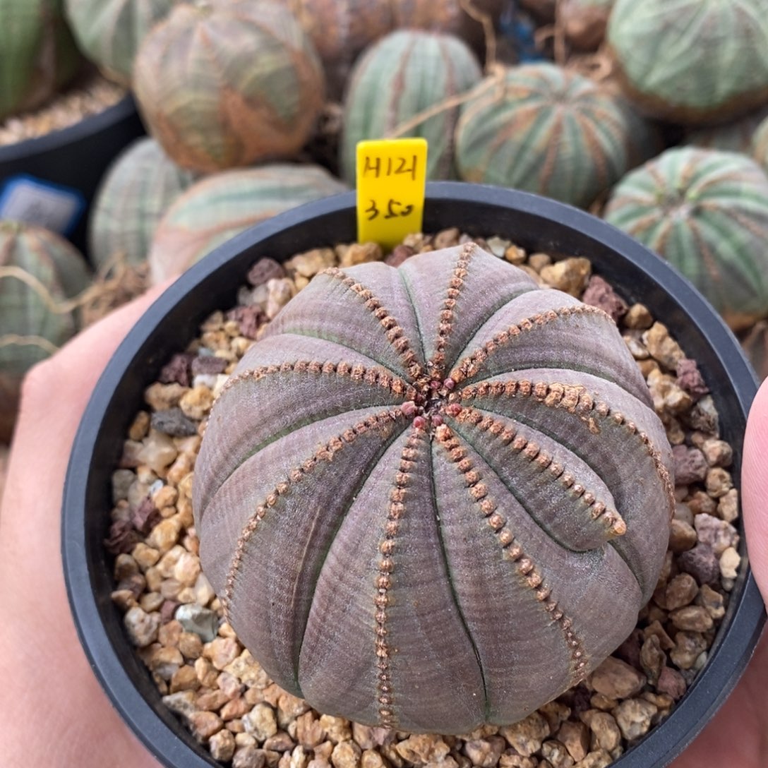 4 欧系实生布纹球多肉植物