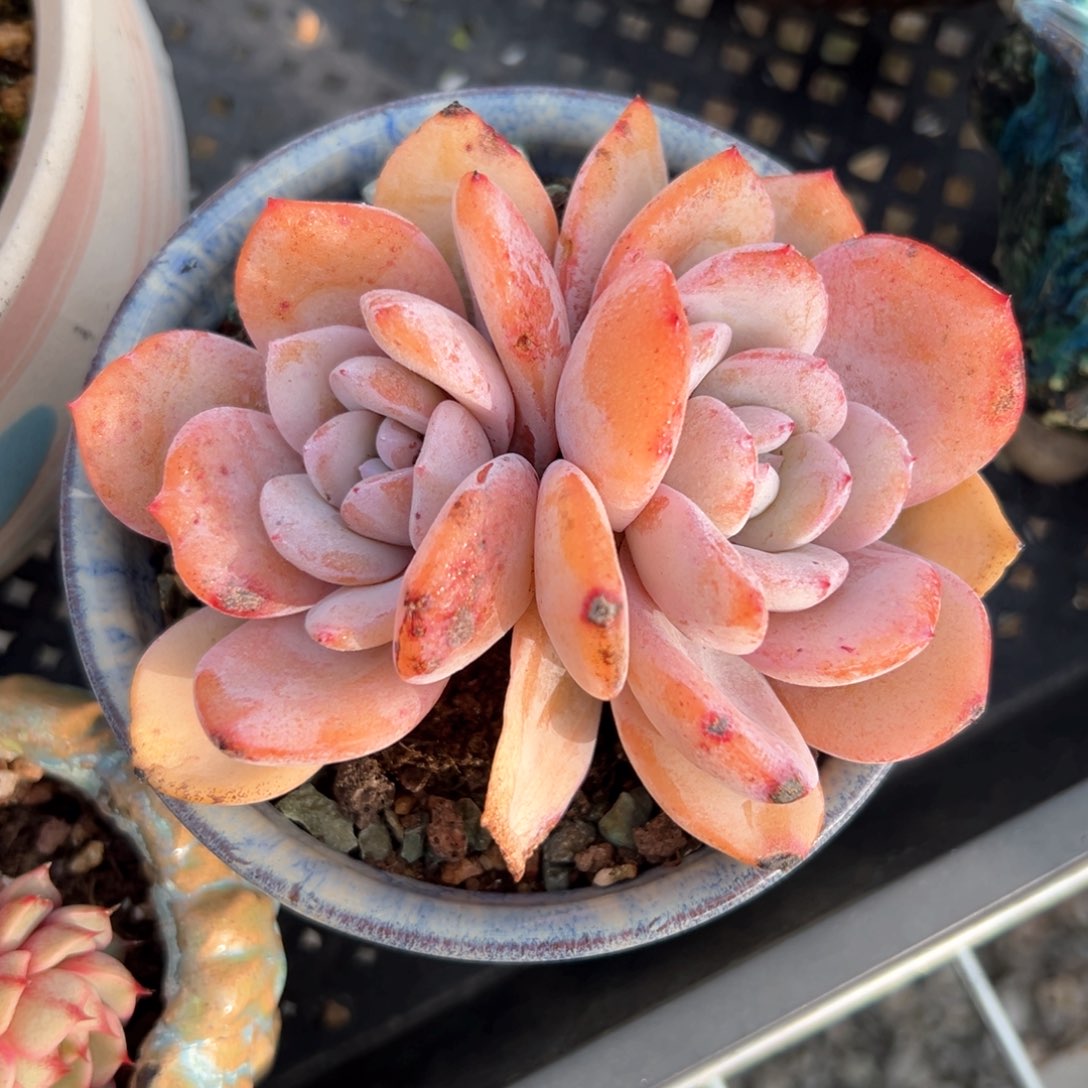 奶茶有叶伤9公分左右