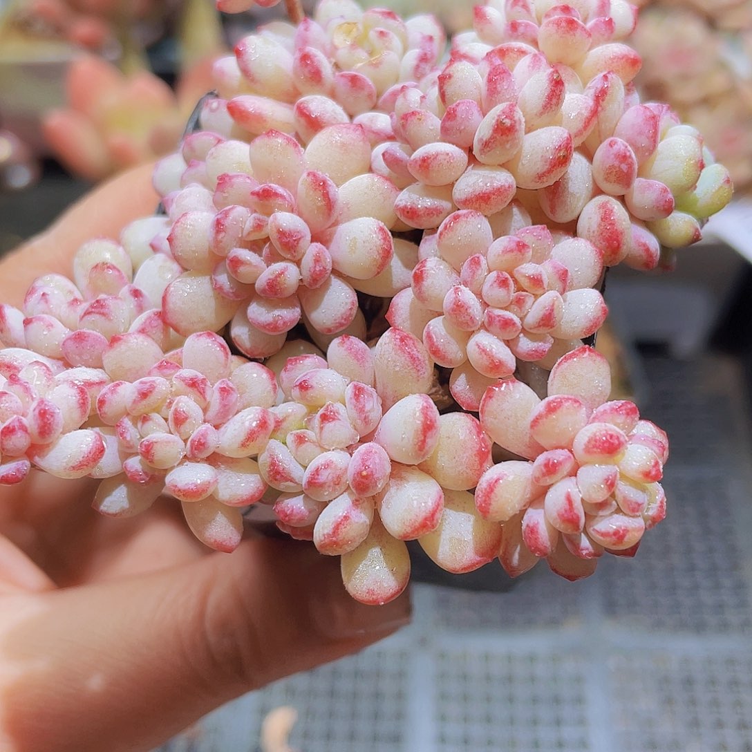 761 精品多肉一物一拍