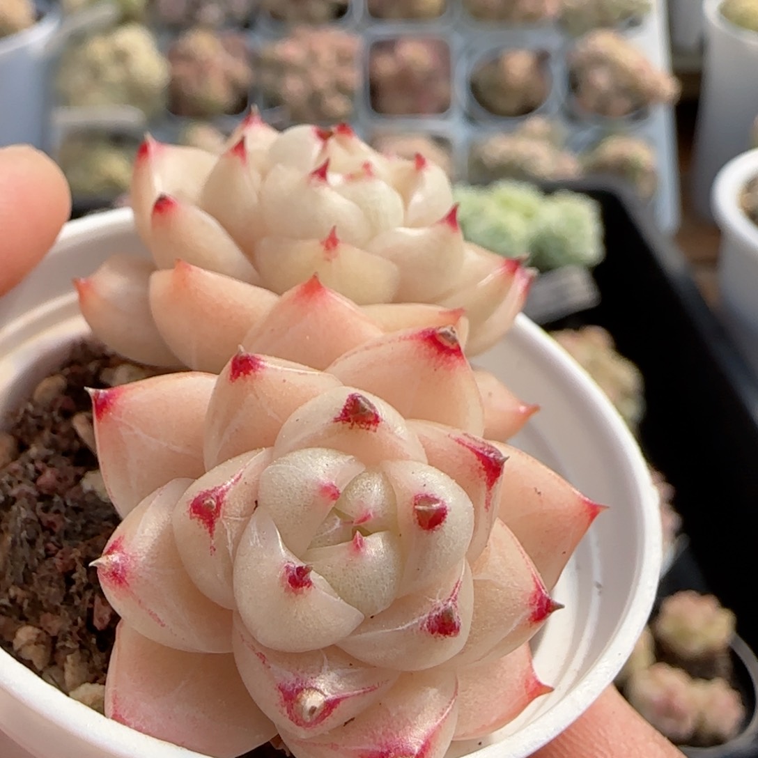 【闪购商品】0213-90包子麦杆