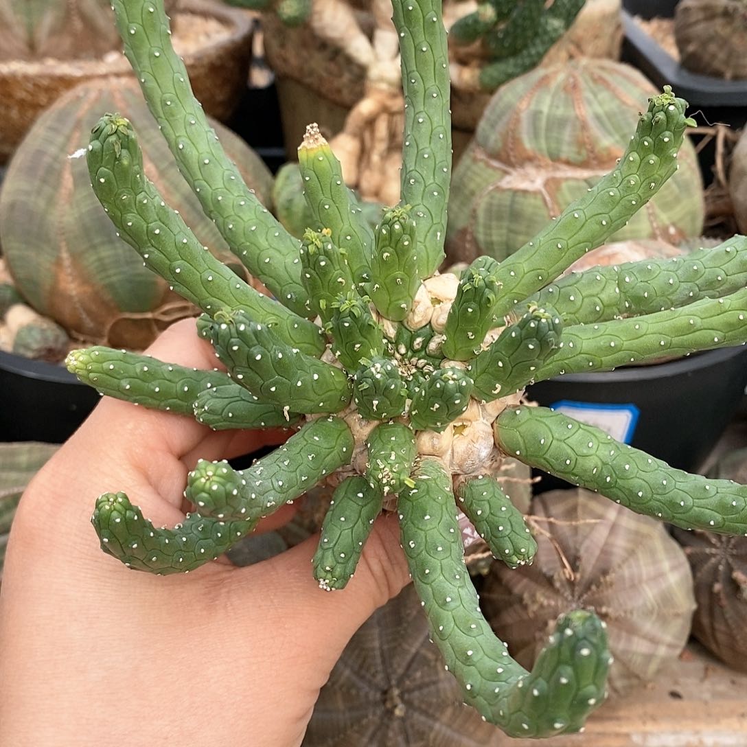 实生阎魔大戟多肉植物