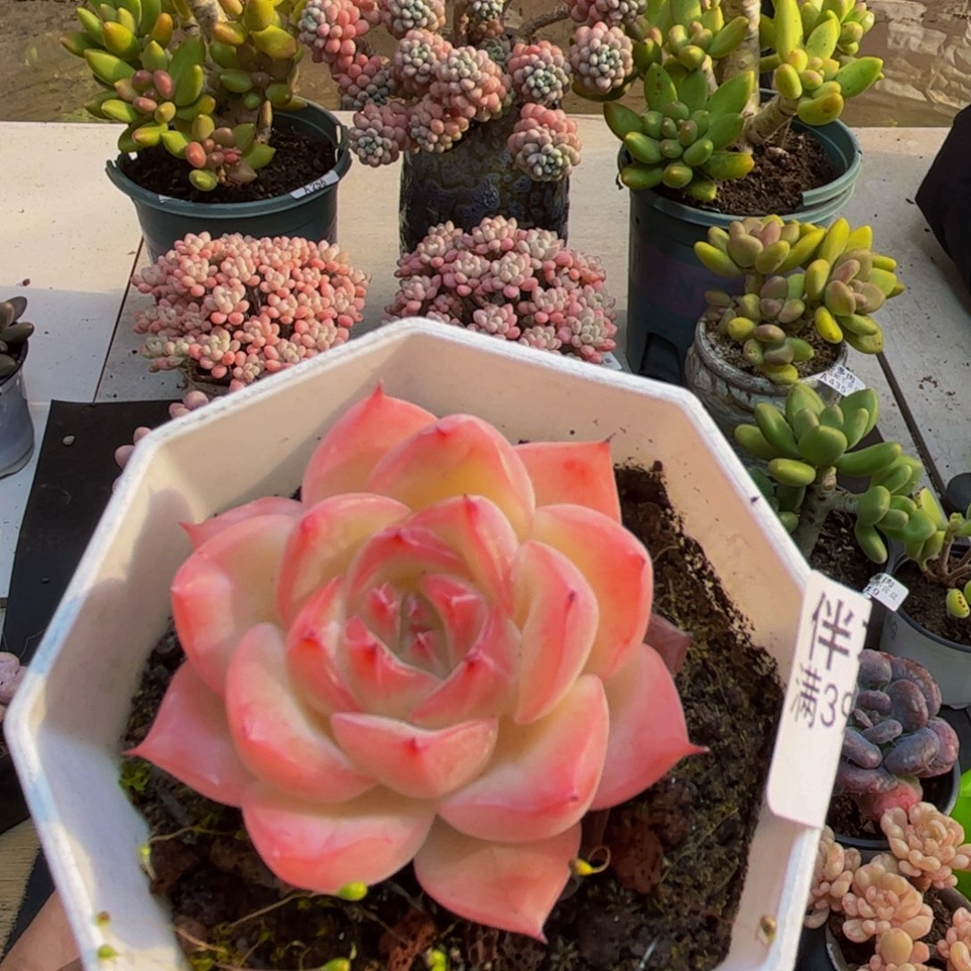 456冰破4cm多肉植物