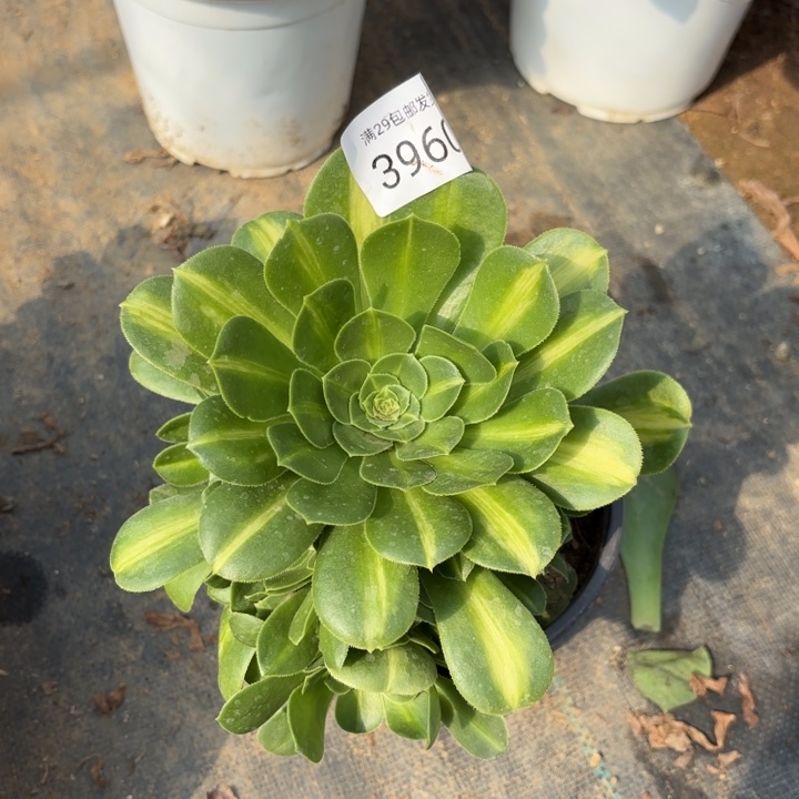 翡翠琉璃多肉法师，3960