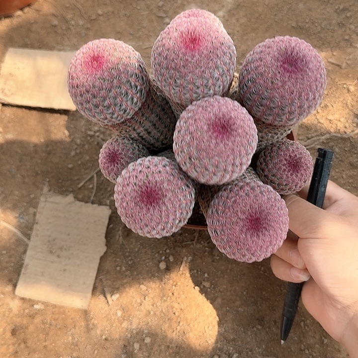 初*哈哈哈哈哈哈哈哈