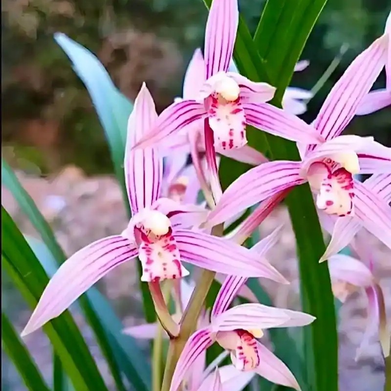 春兰建兰春剑莲瓣兰蕙兰秋榜兰花绿植