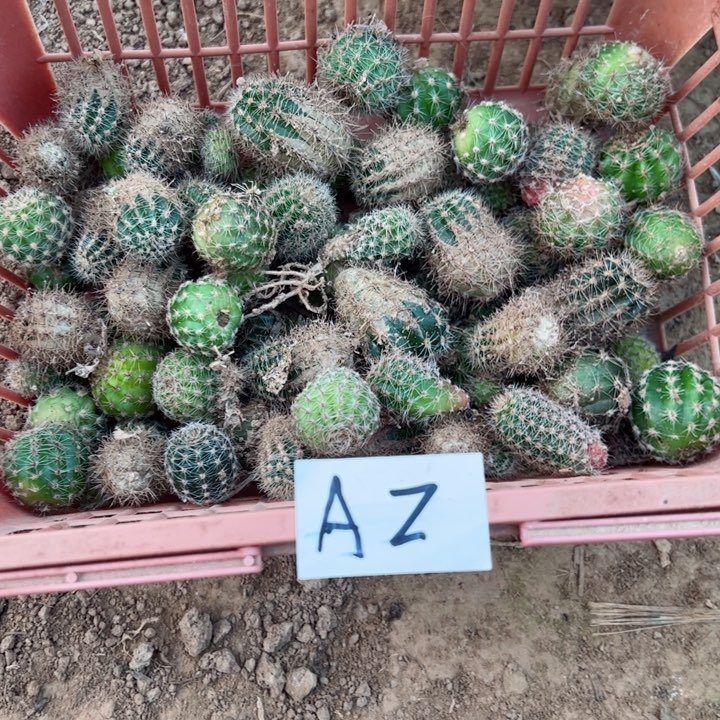 朵**奶A2仙人球侧芽一堆25