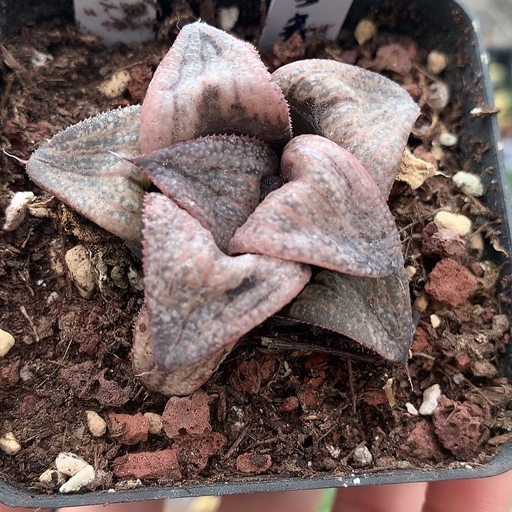 银皇寿一物一拍带盆