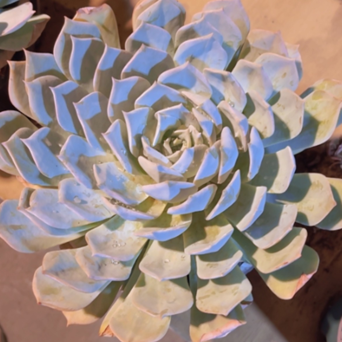 【闪购商品】薄叶蓝鸟06290