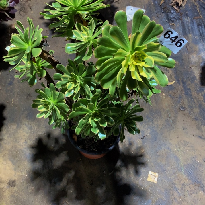 C***e无花朵64600000000 