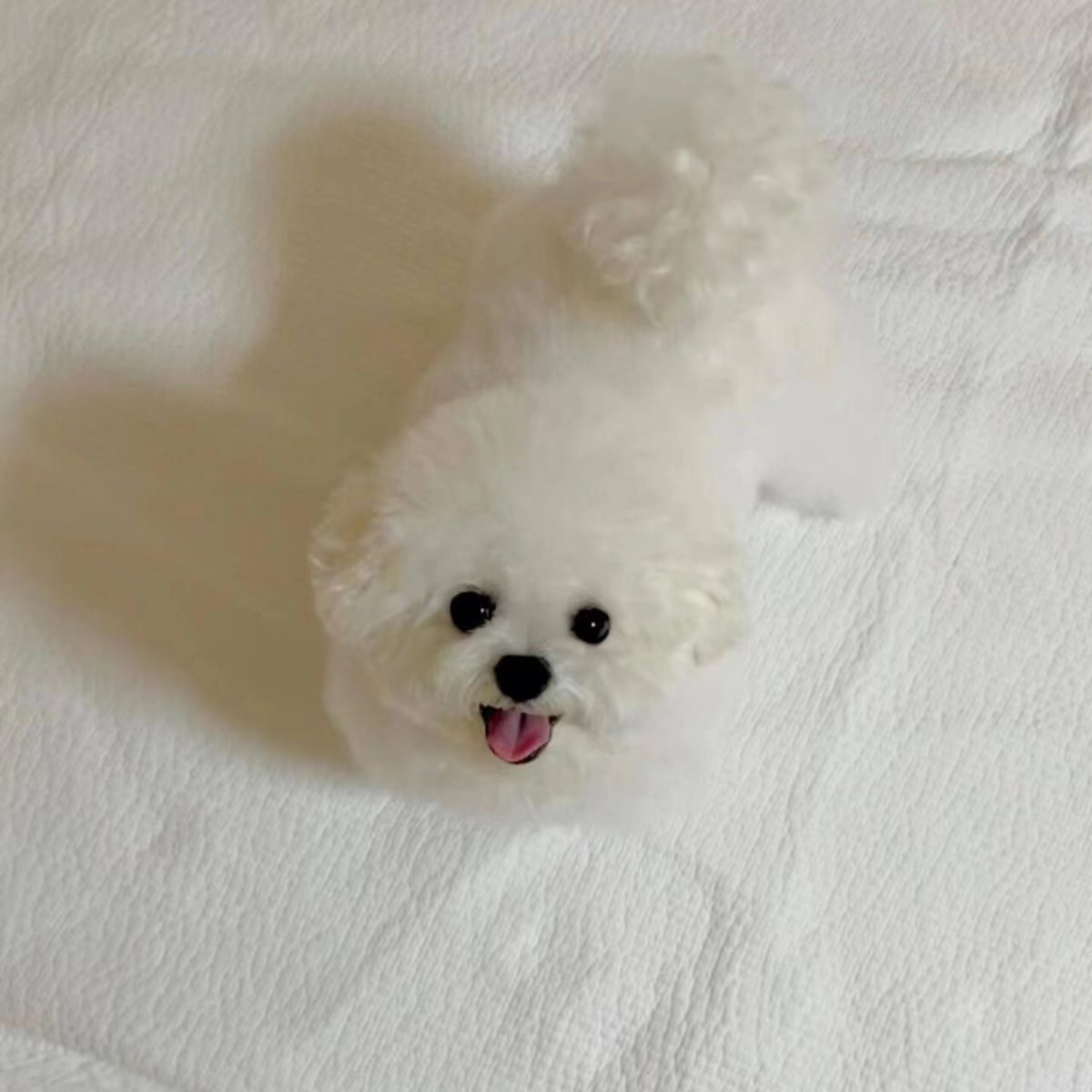 比熊幼犬家养宠物犬狗狗幼崽犬活体茶杯比熊犬