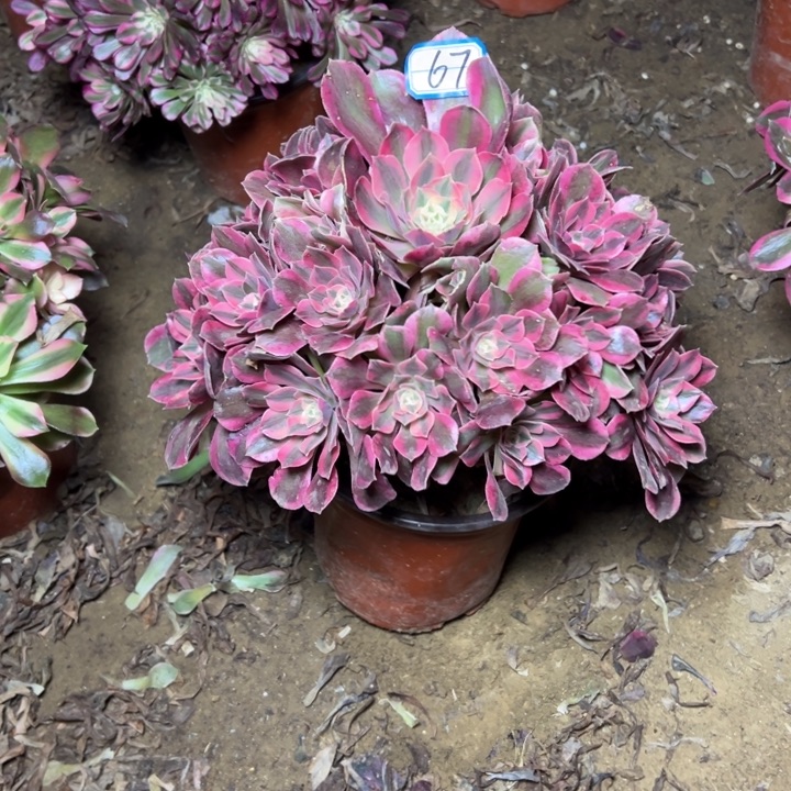 多肉植物红女妖67