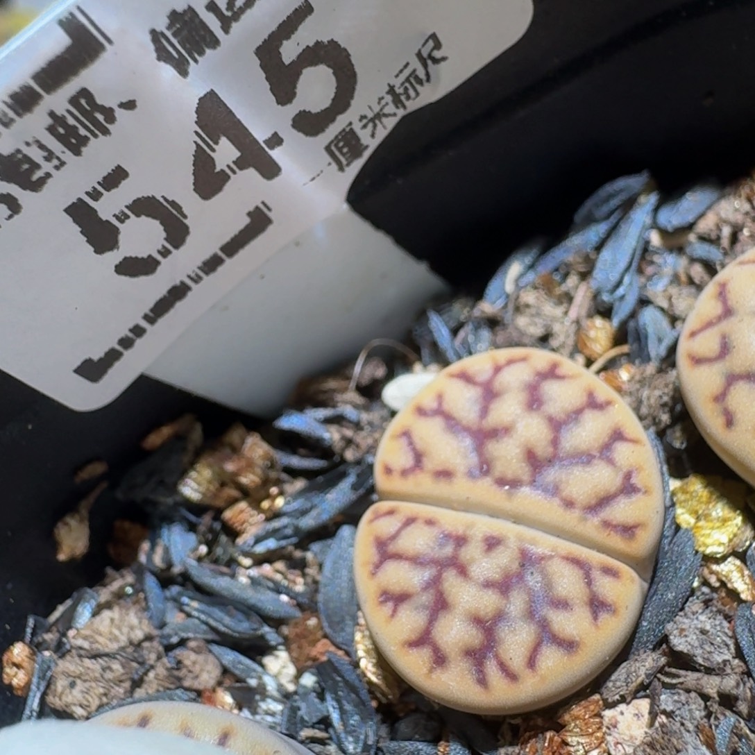 Sssss精品生石花545