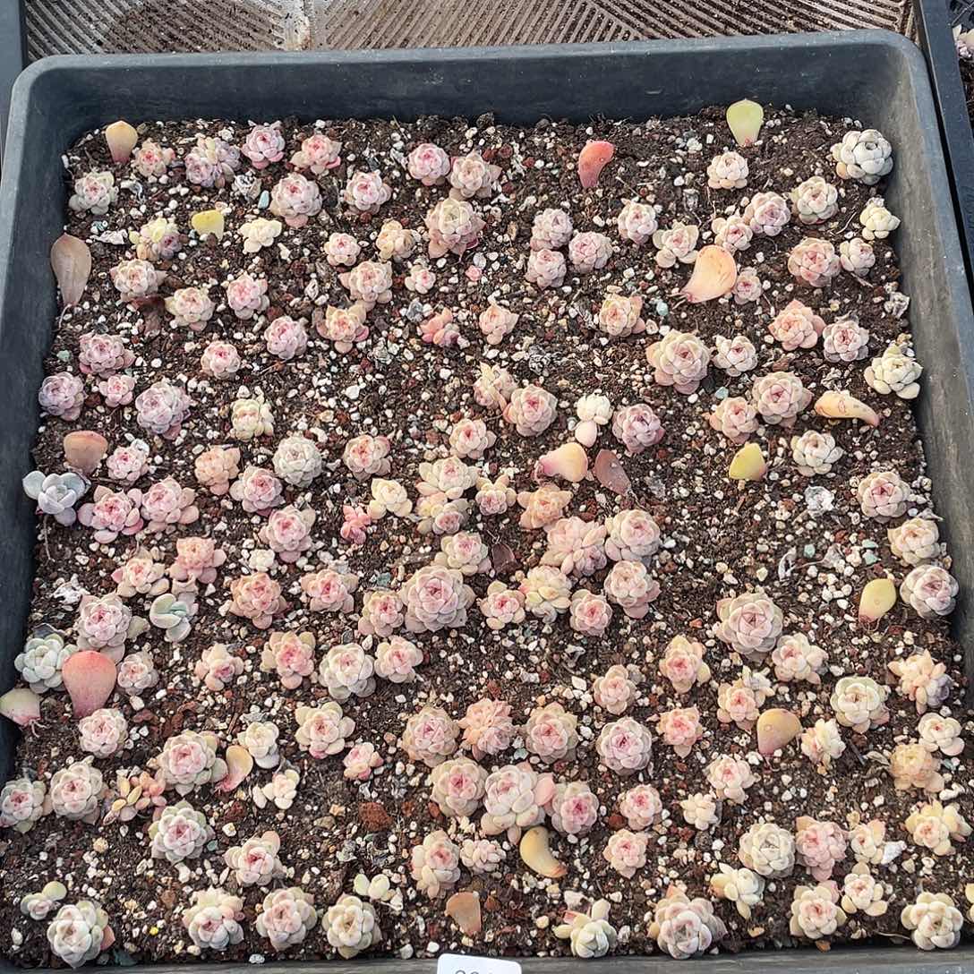 菜***！206。  定。                      