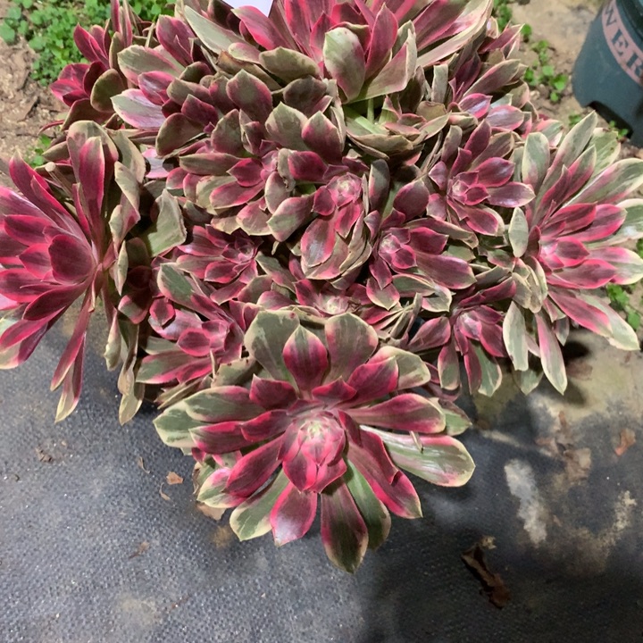 287浣纱多肉植物特价