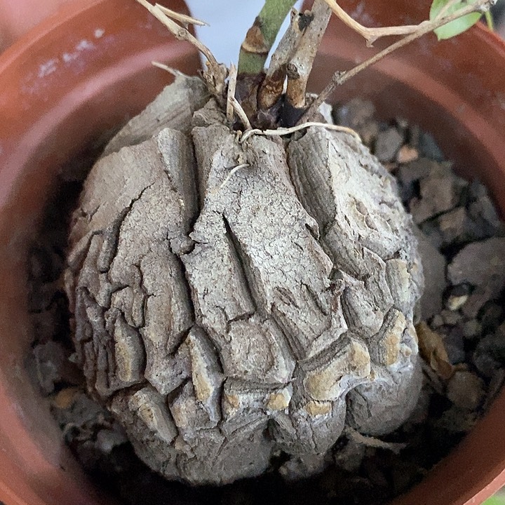 孤品实生象足龟甲龙25号