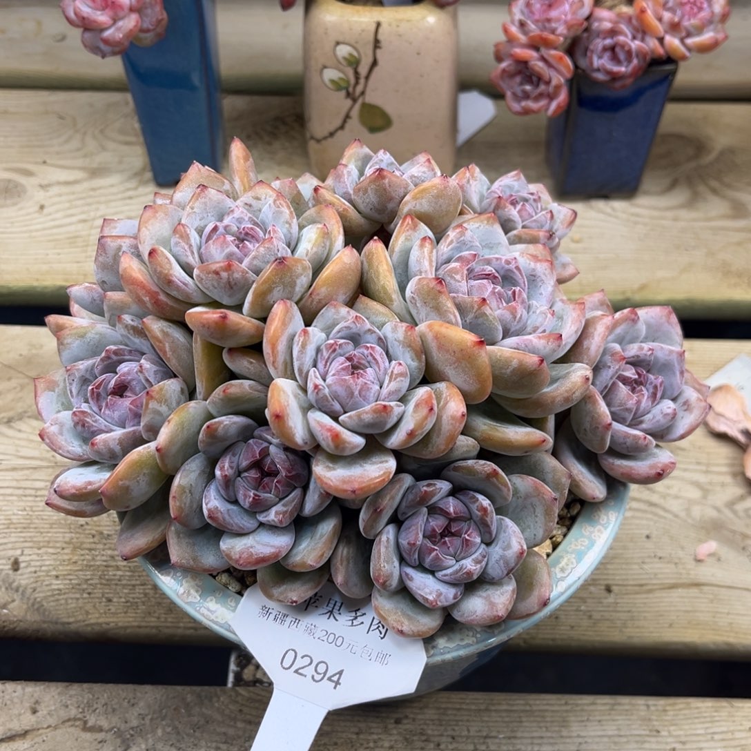 绿底紫心294/20cm11头