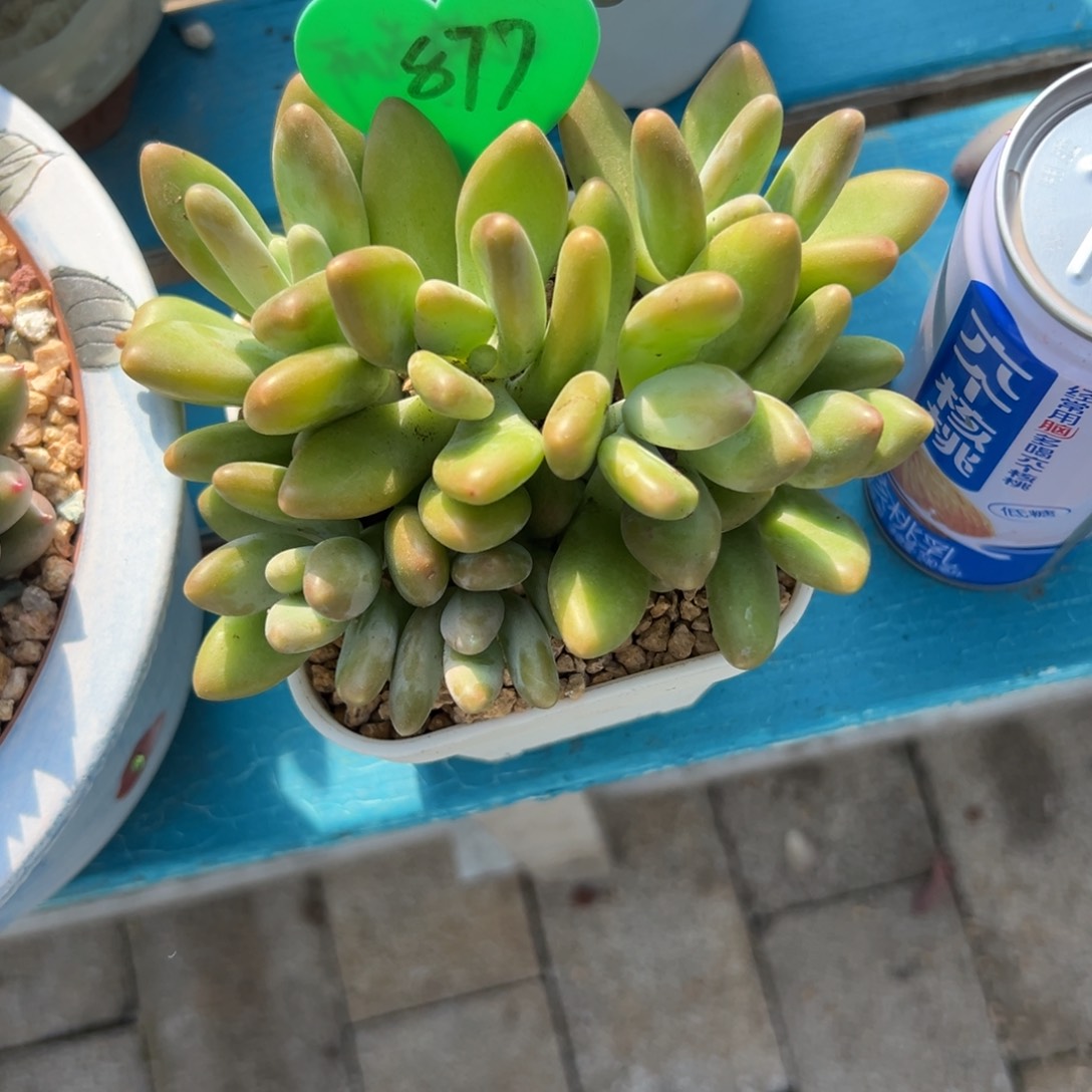 温**J多肉植物一物拍