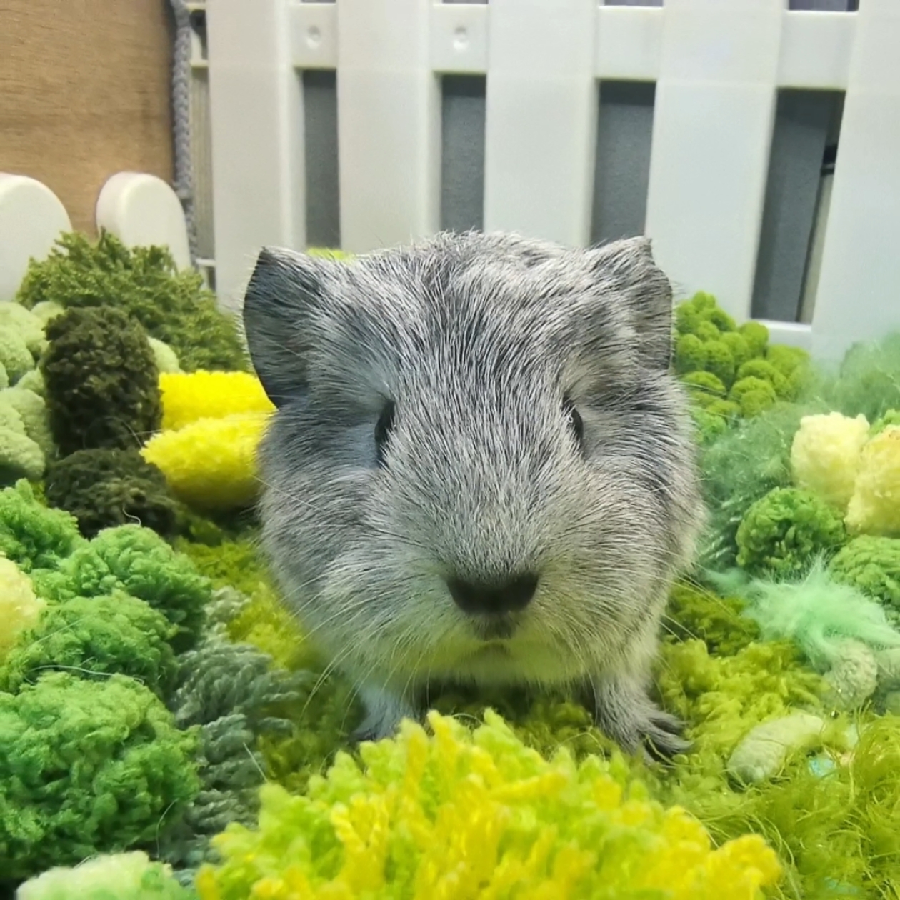 貂灰加白英短小弟弟一物一拍包邮包活