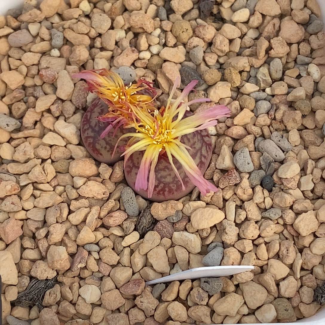 ?**菁11-17-杂交福利。   