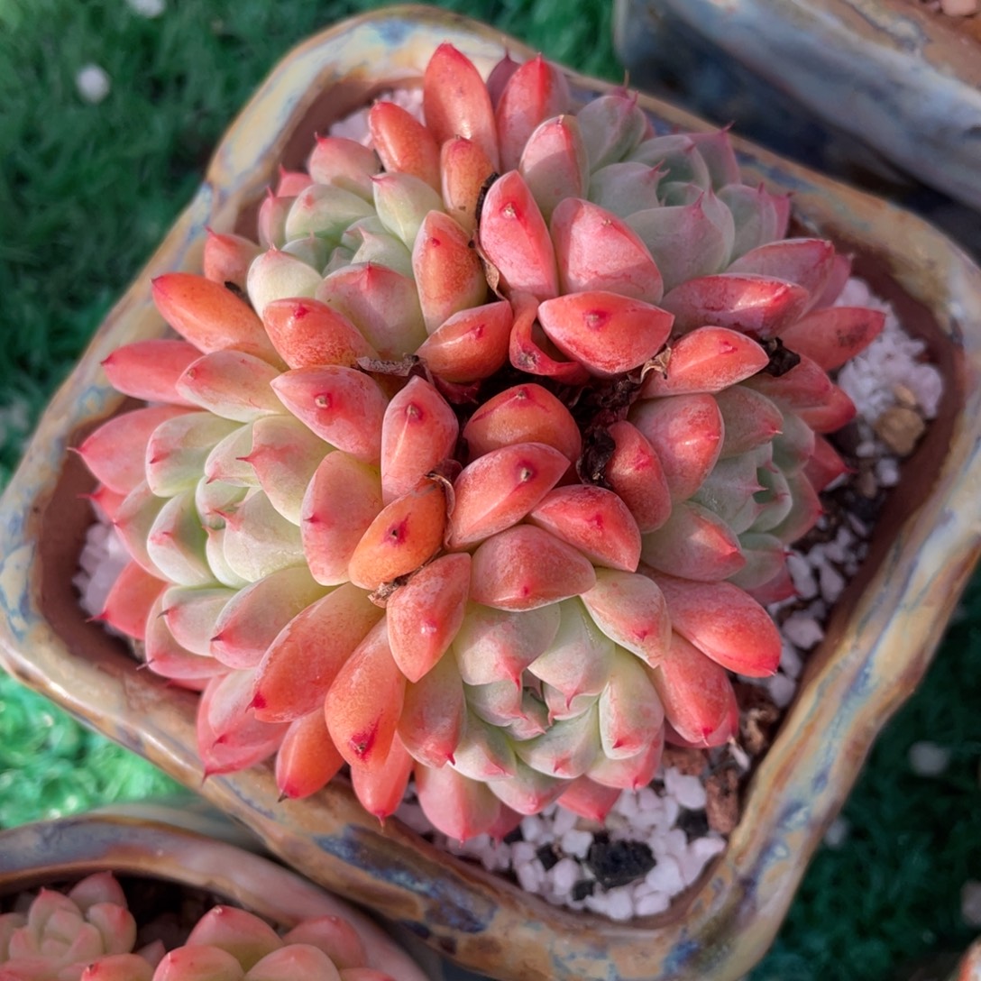 多肉植物盆栽多肉植物8