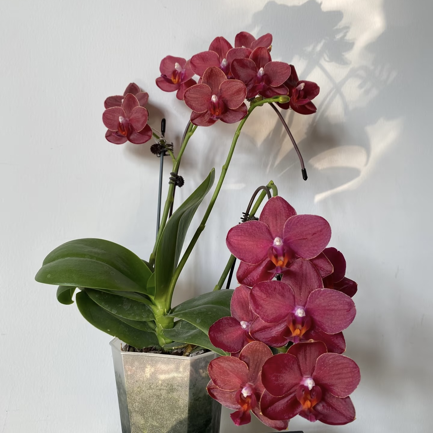 植趣花卉【美杜莎】红色超蜡质 3.0加高 无花无梗 弱根