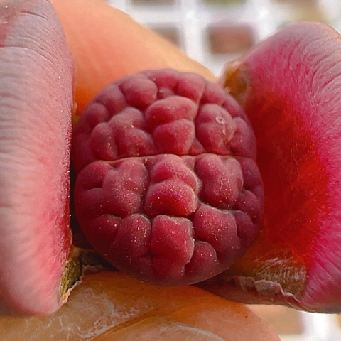 【闪购商品】25956