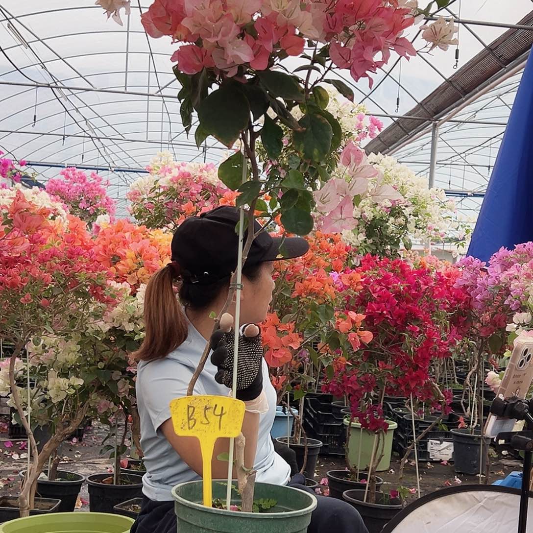 C***e大部分花苞少量开放B54橙口红