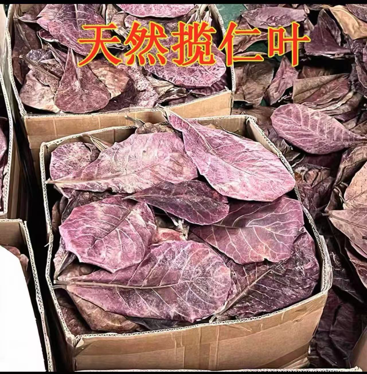 榄仁叶斗鱼懒人叶鱼缸降酸调节水质