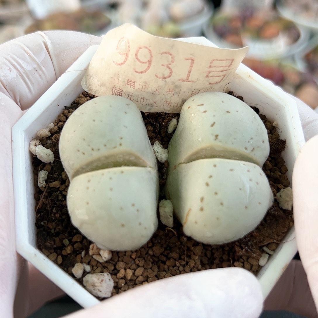 好养易活生石花大母本9931